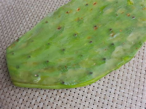 Most of the prickly pears and cactus pads you will find in stores come from the opuntia genus but have been carefully selected, prepared, and packaged. How to Prep Nopale Cactus Leaf and Prickly Pear, and What ...