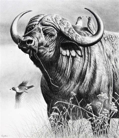 African Buffalo Realistic Animal Drawings Pencil Drawings Of Animals