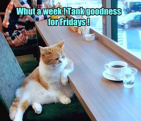 10 Friday Memes To Make Your Day More Pawsome Viral Cats Blog