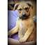 Dixie Adoptable Dog Puppy Female Collie & Shepherd Mix  Adoption