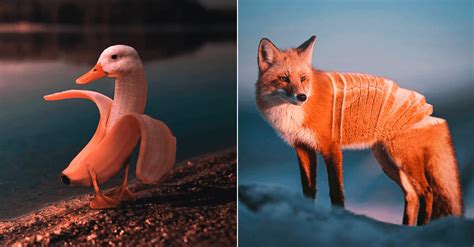 Pronominal synonyme du verbe s'occuper. L'artiste Ronald Ong s'amuse à fusionner les animaux pour ...