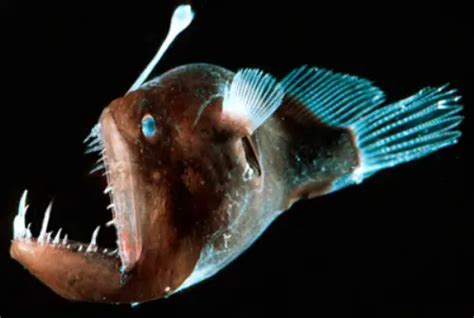 10 Interesting The Angler Fish Facts My Interesting Facts