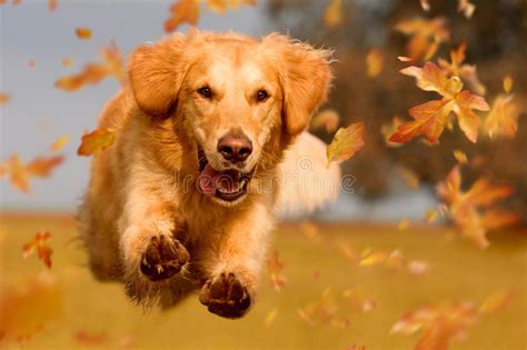 Later, they may jump up when greeting people. Dog, Golden Retriever Jumping Through Autumn Leaves Stock ...