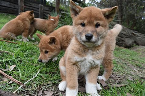 Meet 5 New Dingo Puppies Born At The Australian Reptile Park