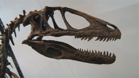 Dinosaur Skeleton Deinonychus By Chaos Dark Lord On Deviantart