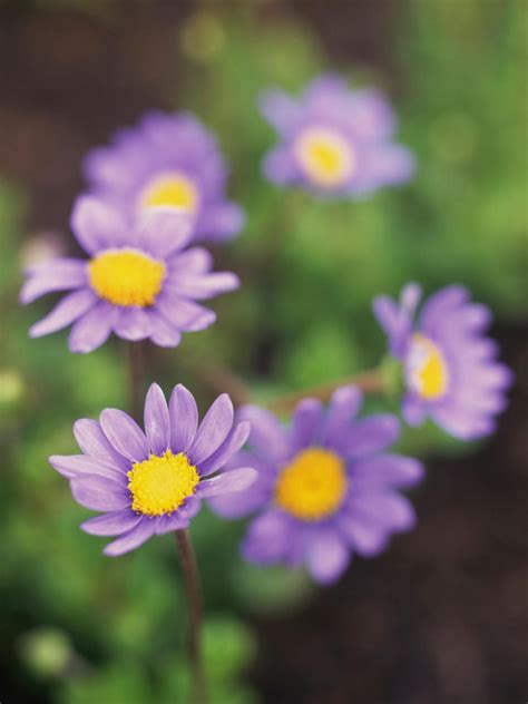 Maybe you would like to learn more about one of these? Plant Guide: Short Plants for Sun | Short plants, Sun ...