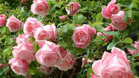 Climbing Roses Roses Peter Beales Roses The World Leaders In Shrub
