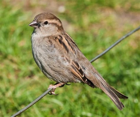 House Sparrow Wildlife Illinois