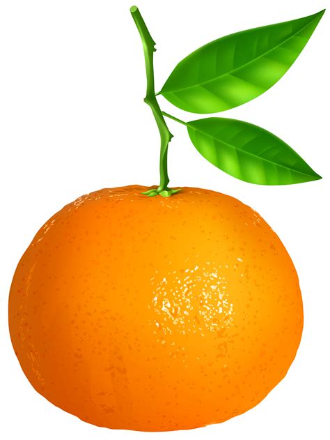 Image Transparent Silhouette Clip Art Tangerines Clipart Images