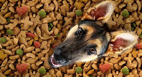 This typically affects the dog's belly, feet, ears, and folds of the skin. Best Dog Food for German Shepherd Dogs Young and Old