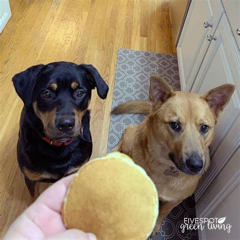 If you have a dog and a mosquito problem, you can bet your dog is getting bitten just like you. Can Dogs Eat Pancakes? - Five Spot Green Living