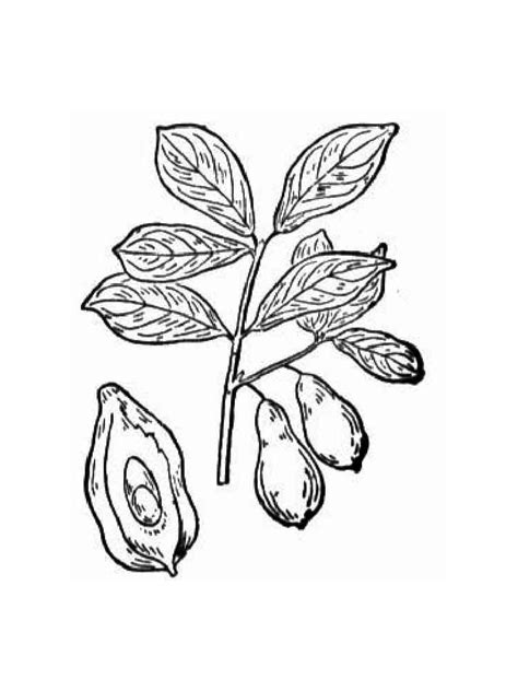 Maybe you would like to learn more about one of these? Avocado coloring pages. Download and print Avocado ...
