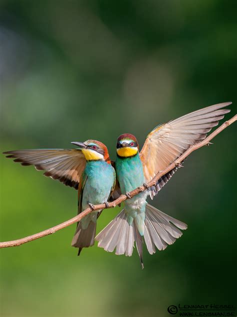 Top 25 Wild Bird Photographs Of The Week 18 National Geographic Blog
