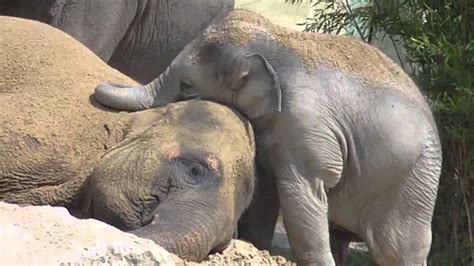 Cute Baby Elephant Ludwig Cuddling With His Mother Temi Baby Elefant
