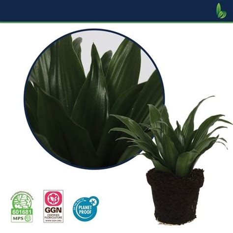 Dracaena Fragrans Compacta Plant Wholesale FlorAccess