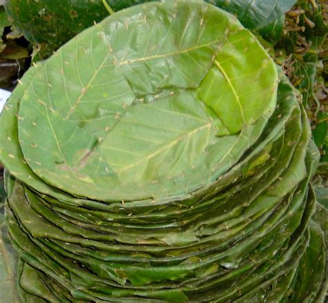 Did you scroll all this way to get facts about banana leaf plate? Leaf Plates of Nepal (Tapari, Duna, Bota) | Vegetable ...