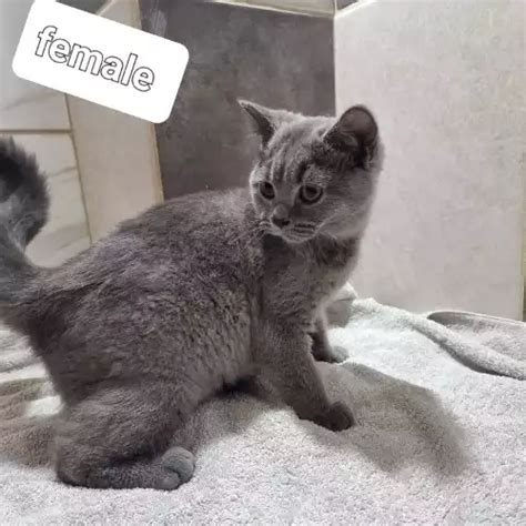 British Shorthair Kittens For Sale In Boston Lincolnshire England