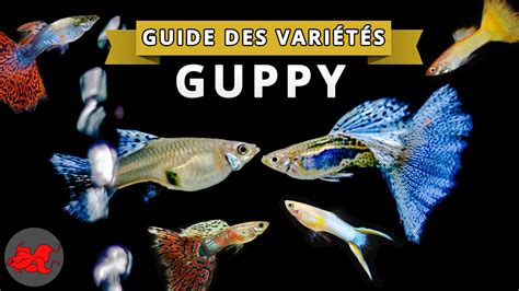 Guide des variétés de Guppy Annie Roi