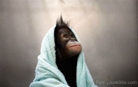 Funny Animal Pictures Funny Chimpanzee Picture Who Let The Chimpanzee Out