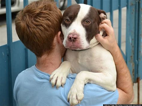 Pit Bulls Can Form Incredible Bonds With Their Owners But Its Not