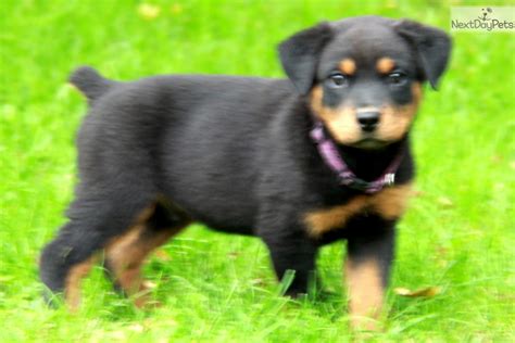 The rottweiler can be a very fun loving dog, however he is very powerful and can be serious at times. Rottweiler puppy for sale near Lancaster, Pennsylvania | 8ce695b2-51b1
