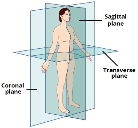 Planes Of The Body Diagram Quizlet