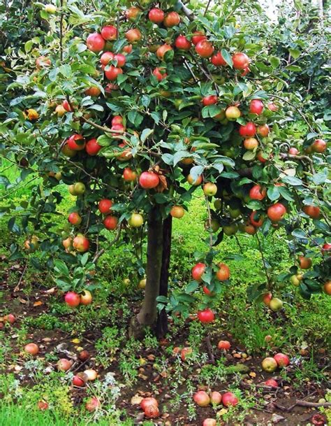 How to plant and grow an apple tree. Buy an apple tree: How to find the perfect variety for ...