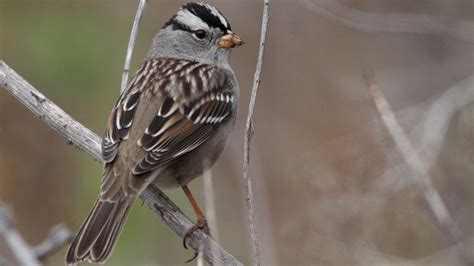 Subspecies Of White Crowned Sparrow