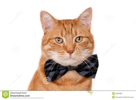 Red Cat Wearing A Bow Tie Stock Photo Image Of Elegant