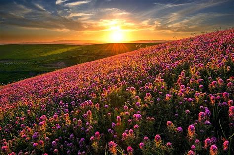 Hd Wallpaper Purple Petaled Flower Field Nature Landscape Sunset