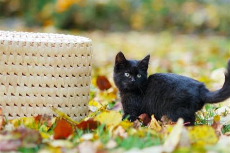 11 Black Cats Superstitions Are Black Cats Bad Luck
