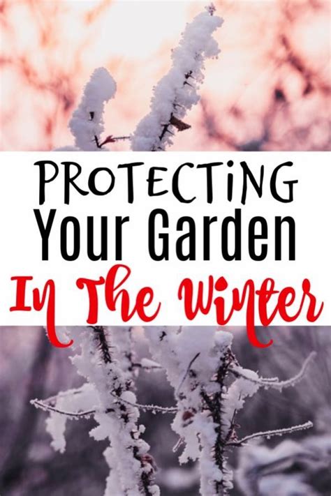 Protecting Your Garden In The Winter Garden Chores Winter Garden