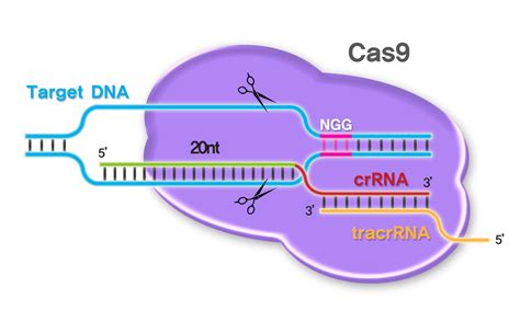 Crisprcas9 Products Custom Sgrna Synthesis Service Pna Bio