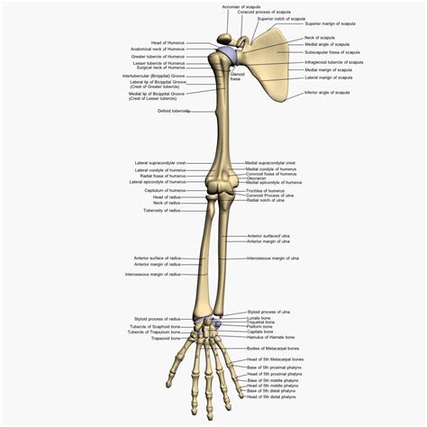 Test both halves of your mind in this human anatomy quiz. Bone Structure Arm Human Arm Bones Diagram Bones Arm Anatomy Bone Structure Arm Forearm | Arm ...