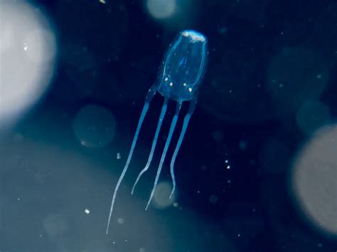Box Jellyfish Transparent Deadly 7 Facts About The Australian Box
