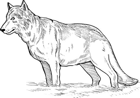 Detail Gambar Sketsa Serigala Koleksi Nomer 34