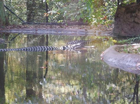 American Alligators At The North Carolina Zoo Zoochat