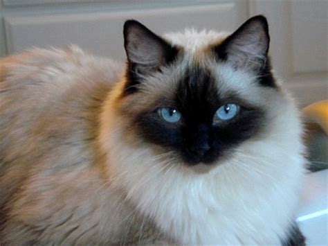 cats  blue eyes list  blue eyed cats