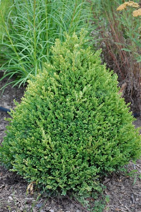 Buy Buxus X Green Mountaingreen Mountain Boxwood Cone Conifer Kingdom