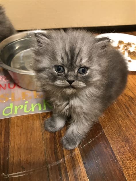 Persian Cats For Sale Johnston Ri Petzlover