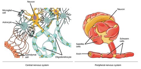 In total, there are 43 main nerves that branch off the central nervous system (cns) to the peripheral nervous system. Nervous System Overview