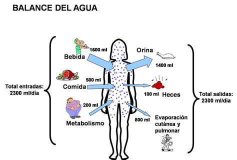 4 Equilibrio Hídrico En El Humano