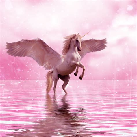 Unicorn Horse Wallpapers Wallpaper Cave