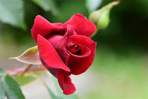 Photo de bouquet de rose rouge. Belle Rose rouge | La Roseraie de La Celle-en-Morvan, Bourgo… | Flickr