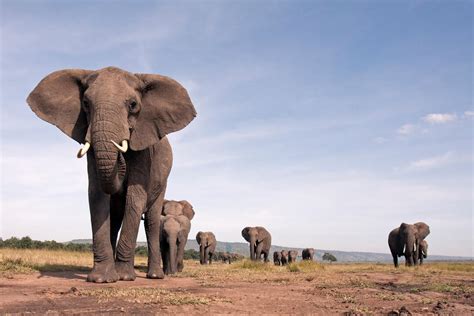 New Research Shows Investing In Elephant Conservation Is Smart Economic
