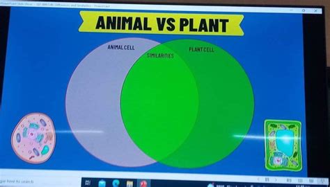 Point Slide Show 02 W4cells Differences And Similarities Power Poin Hi