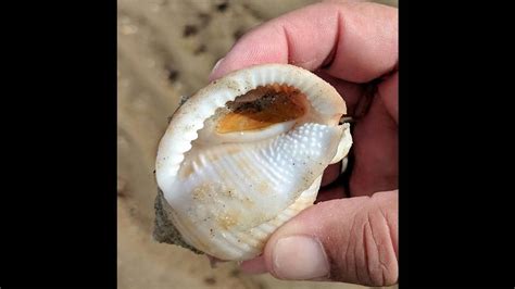 Outer Banks Seashell Hunter Finds Shell Is And Ticklish Charlotte