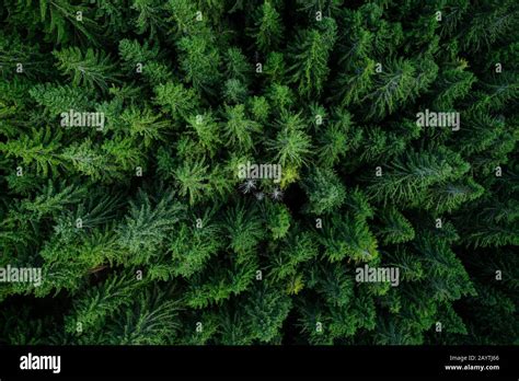 Pine Tree Tops Seen From A Drone Stock Photo Alamy