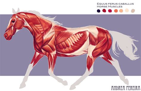 Horse muscles by hatarus on deviantART | Horse anatomy, Horse's neck