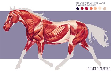 The size of a dog's neck is much larger in proportion to their overall weight than the size of a human's neck. Horse muscles by hatarus on deviantART | Horse's neck ...